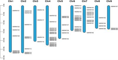 Genome-wide identification and expression analysis of the WRKY gene family in Sophora flavescens during tissue development and salt stress